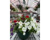 10" Assorted Annual Hanging Basket